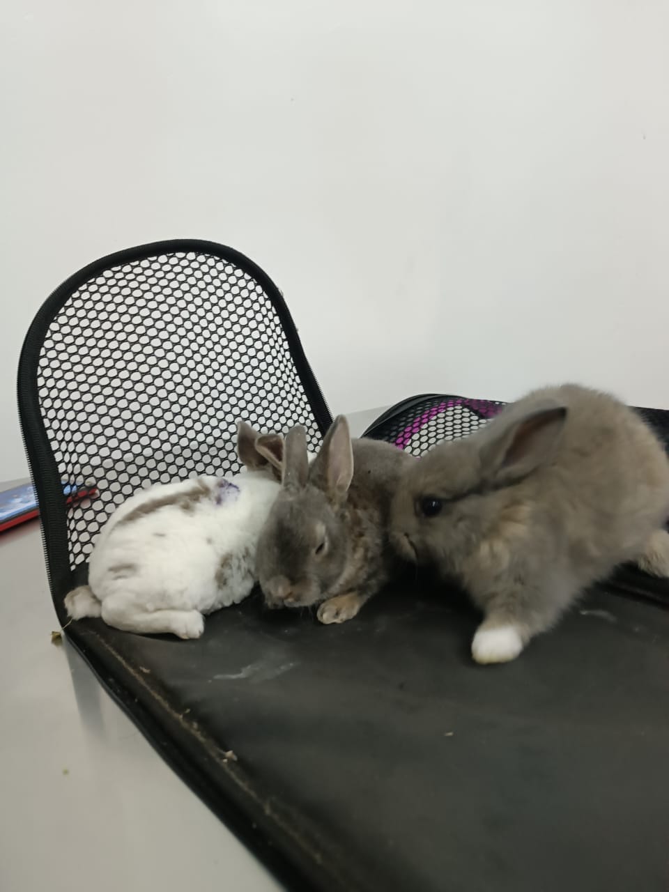 Large poodle mix with red bandana