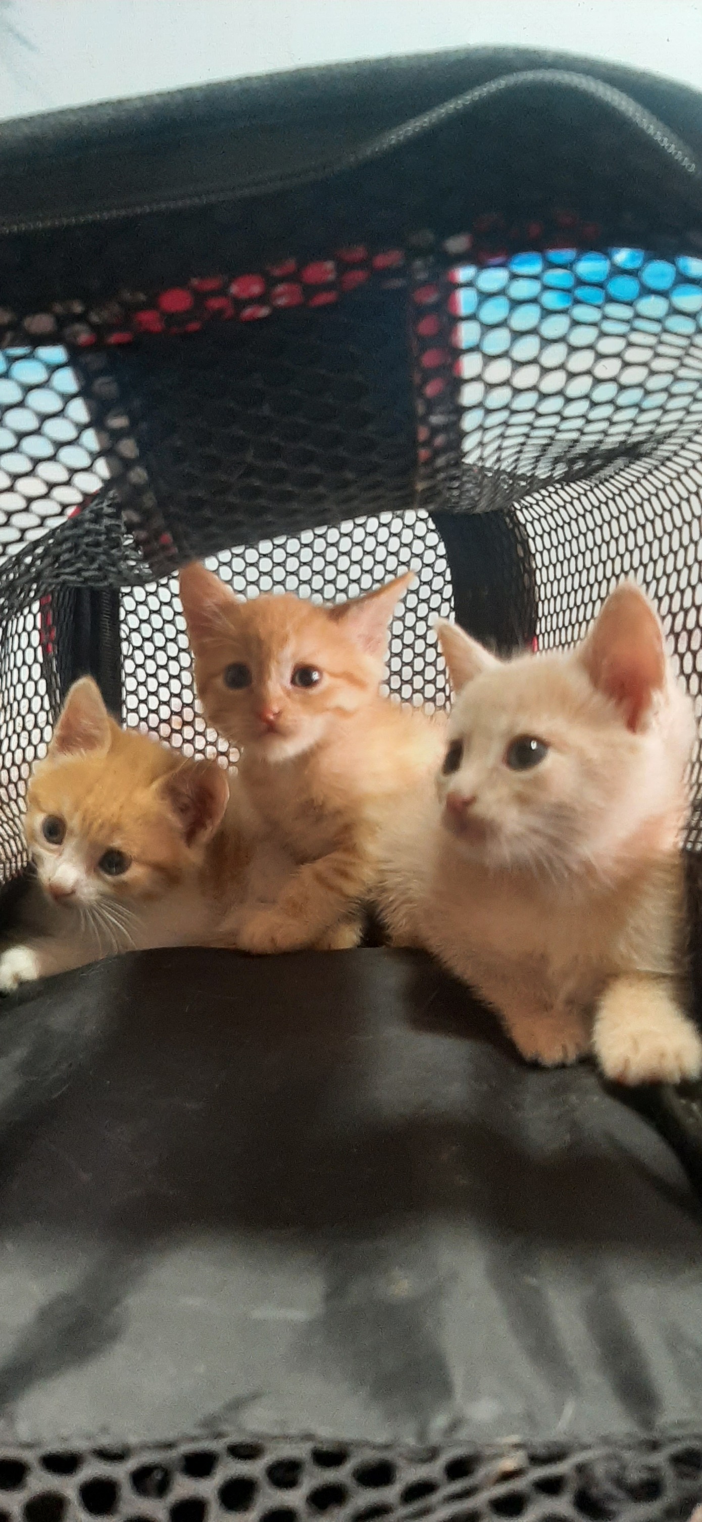 Small brown dog with blue bandana