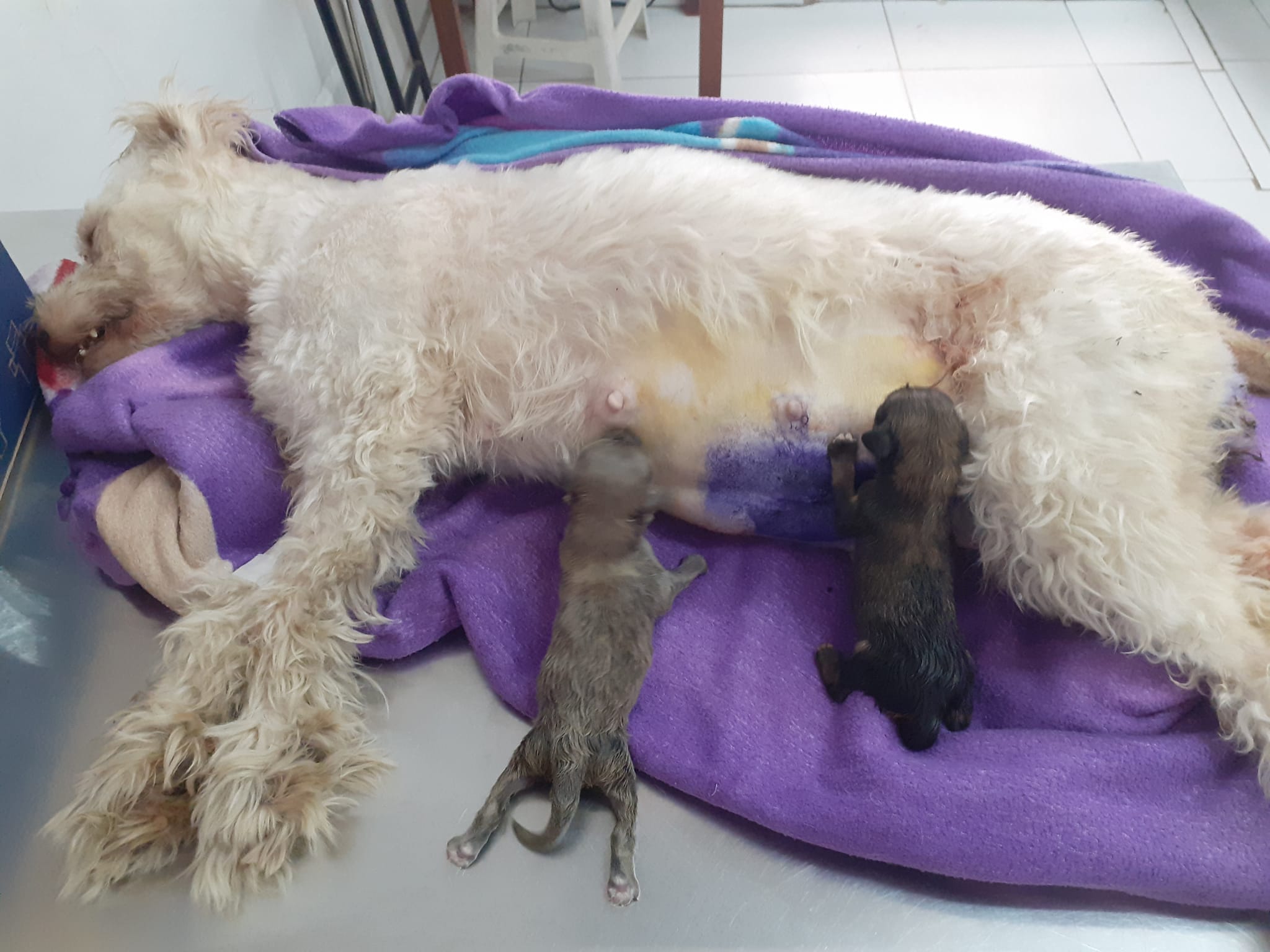Small grey schnauzer with blue bandana