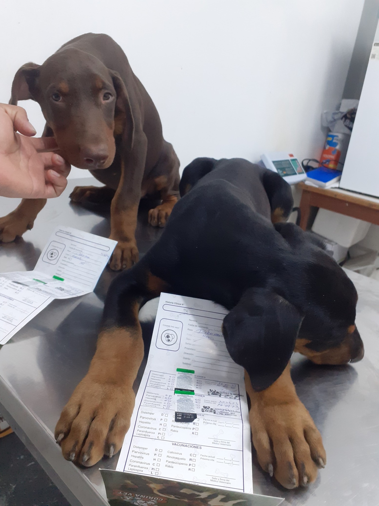 Shaggy dog on grooming table