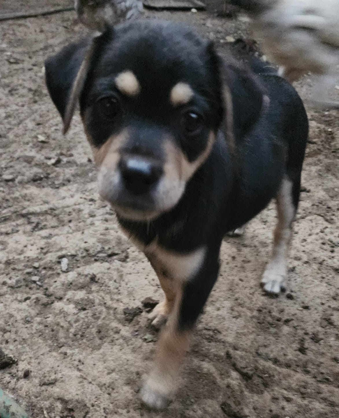 French bulldog with lei