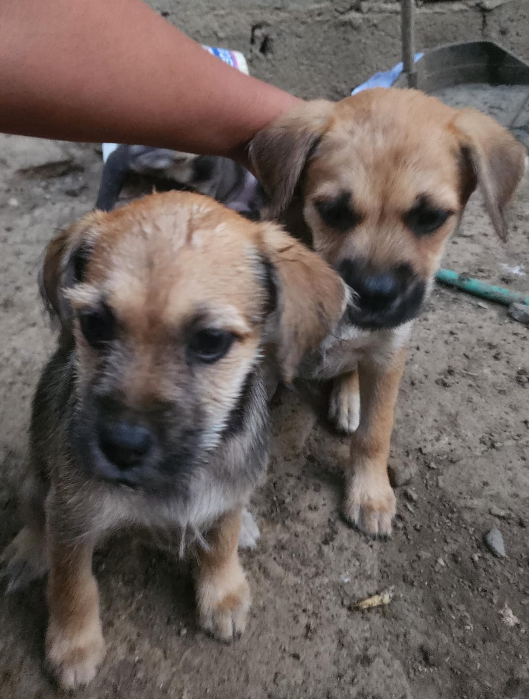 Golden retriever with pumpkin bandana