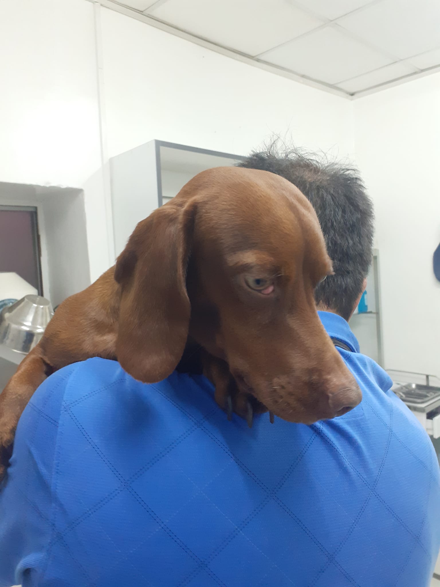 White and grey dogs sitting together