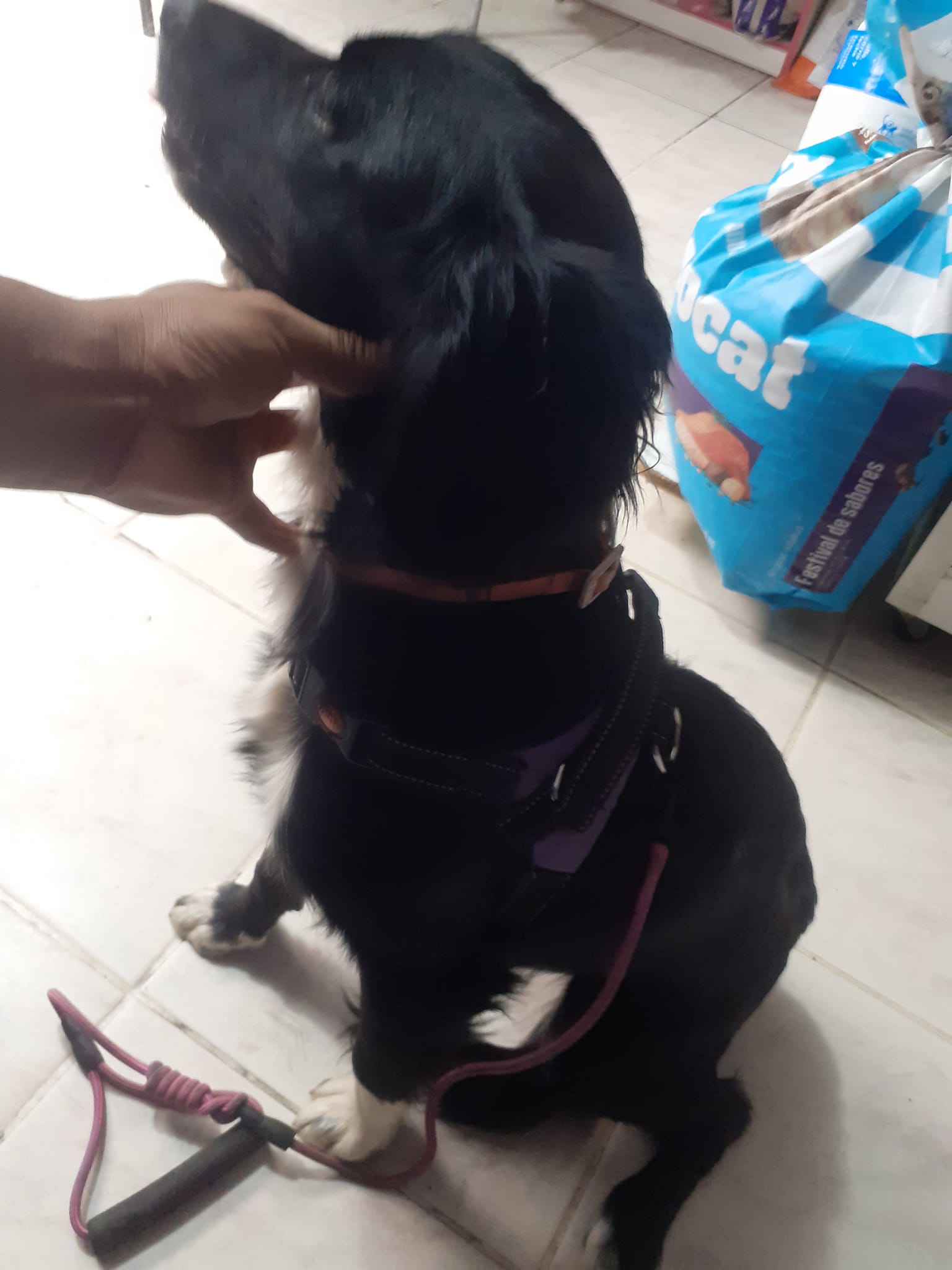 Additional happy dog