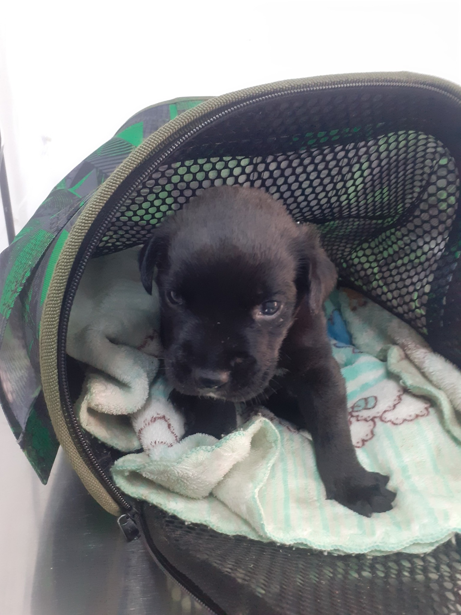 Dog grooming before and after