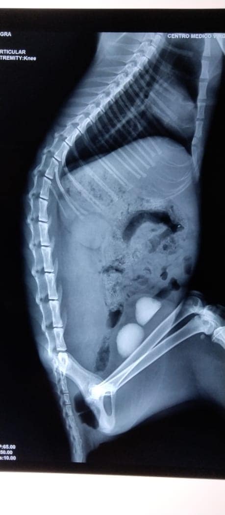 Cartoon happy groomed dog